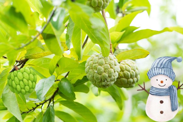 Custard apples'—winter fruits in India